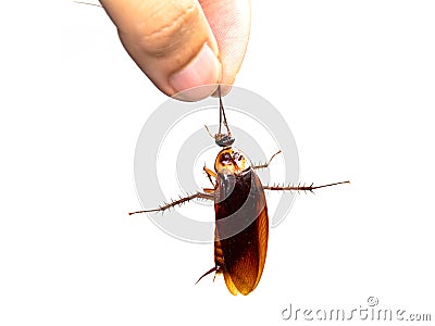 Closeup hand holding Cockroaches isolate on white background Stock Photo