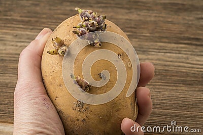 Closeup of a hand holding potato with sprouts Stock Photo