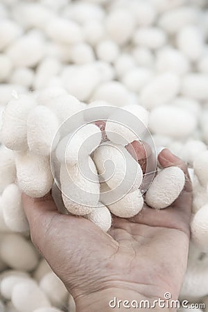 Closeup hand holding silkworm cocoons Stock Photo