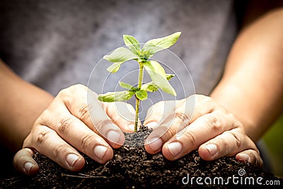 Closeup hand planting young tree in soil Stock Photo