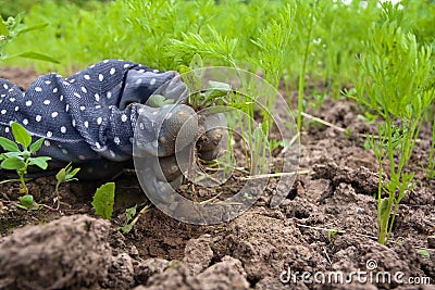 Closeup of hand weeding in the vegetable garden Stock Photo