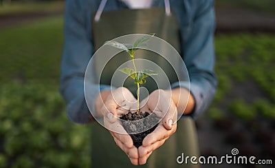 Closeup of a Handful of Soil Stock Photo