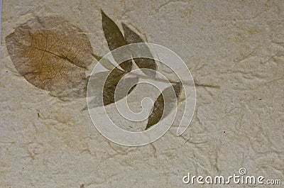 Closeup of handmade paper texture background with leaf Stock Photo