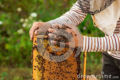 Closeup of hands beekeeper holding a honeycomb full of bees. The bees wrapped around the beekeeper`s hand Stock Photo