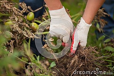 Closeup hands in gloves uproot sick tomato plant Stock Photo