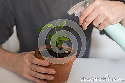 hands of man watering a young citrus bonsai at home Stock Photo