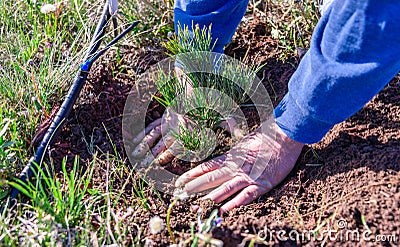 Closeup of hands of a man who is planting a limber pine evergreen seedling tree next to a drip irrigation line Stock Photo