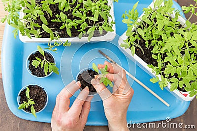 Closeup hands seeding little tomato plants in pots at home. Growing seedling, planting concept Stock Photo