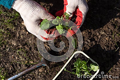 Closeup hands seeding plants in garden in spring Stock Photo