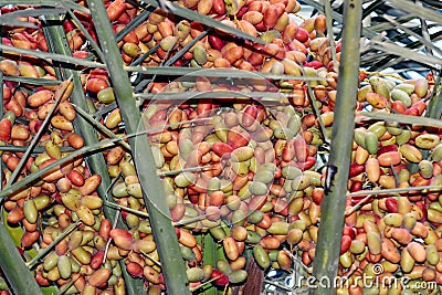 A closeup of hanging bunches of orange and green semi-ripe dates on a date palm Phoenix dactylifera Stock Photo