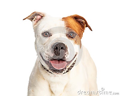 Closeup of Happy Pit Bull Smiling Dog Stock Photo