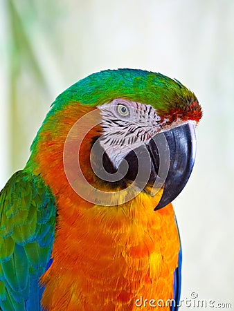 Closeup of Harlequin hybrid macaw. Stock Photo