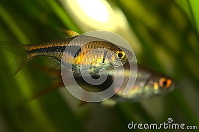 Closeup of Harlequin rasbora fish in an aquarium Stock Photo