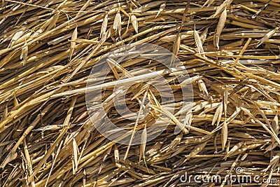 Closeup of hay Stock Photo