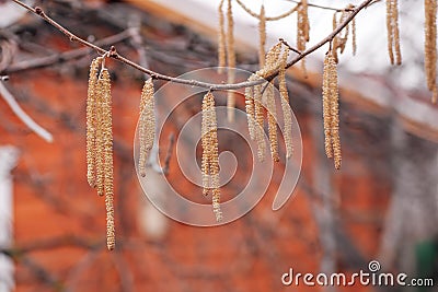 Closeup of hazelnut tree branches covered with yellow catkins growing in garden with blurred country house in background Stock Photo