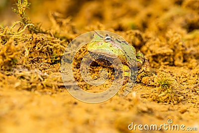 Closeup head of Argentine horned frog Ceratophrys ornata, Stock Photo