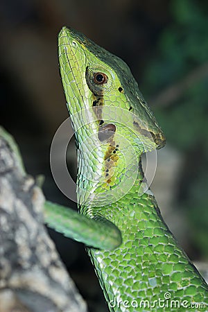 Closeup on the head of a colorfull green Serrated casquehead iguana, Laemanctus longipes Stock Photo