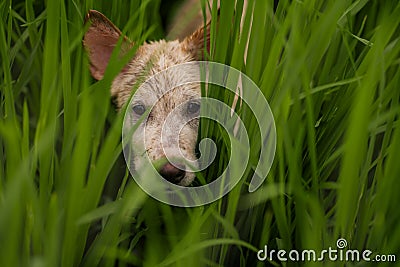 Closeup head of cute and wet balinese dog Kintamani breed playing carefree in rice field getting muddy Stock Photo