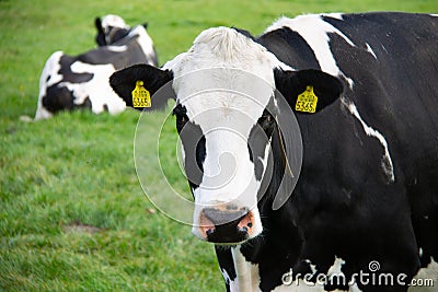 Closeup head of a Dutch pied cow Stock Photo