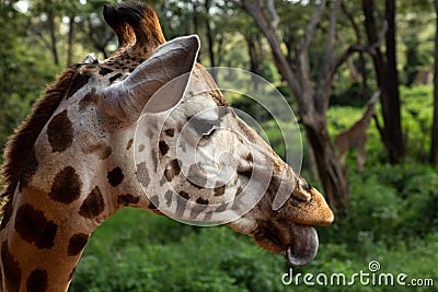 Closeup of a head of a giraffe Stock Photo