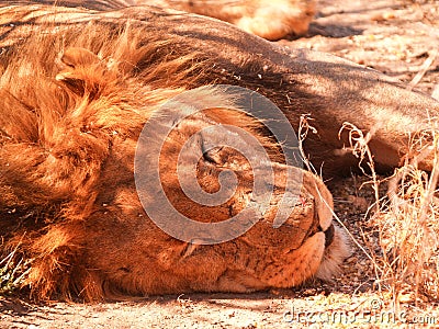 Closeup head of lion with small scar on nose sleeping Stock Photo