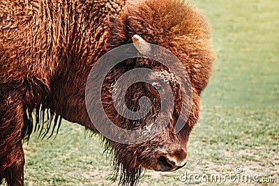 Closeup head of one plains bison outside. Herd animal buffalo ox bull staring looking down on meadow in prairie. Wildlife beauty Stock Photo