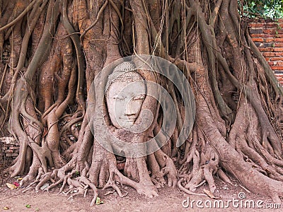 Closeup of head of sandstone Buddha in the Bodhi tree roots in Thailand Stock Photo