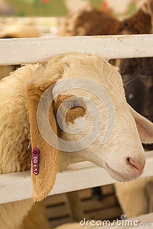 Closeup head sheep Stock Photo