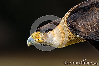 Closeup head shot of Crested Caracara Stock Photo