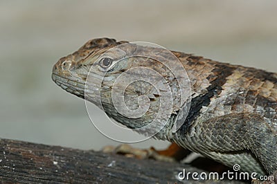 Closeup on the head of a Sonoran Desert Spiny lizard, Sceloporus magister Stock Photo