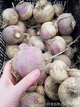 Choosing a turnip at the market Stock Photo