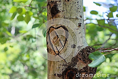 Closeup of a heart carved on an aspen tree trunk in a Colorado forest Stock Photo