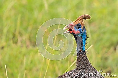 Closeup of Helmeted guinea fowl, large African game bird with bony casque on the head in Tanzania, East Africa Stock Photo