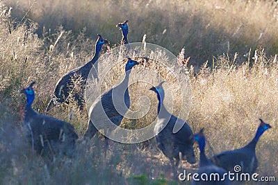 Closeup of helmeted guineafowl, Numida meleagris in the field. Namibia, Africa. Stock Photo