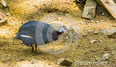 Closeup of a helmeted guineafowl, popular tropical bird specie from Africa Stock Photo