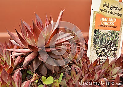 Closeup Hen and Chicks Plant in FlowerPot Stock Photo