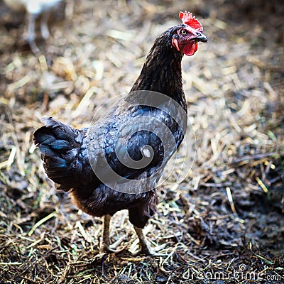 Closeup of a hen in a farmyard Stock Photo