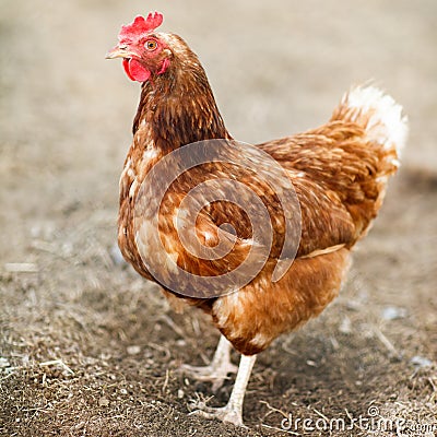 Closeup of a hen in a farmyard Stock Photo