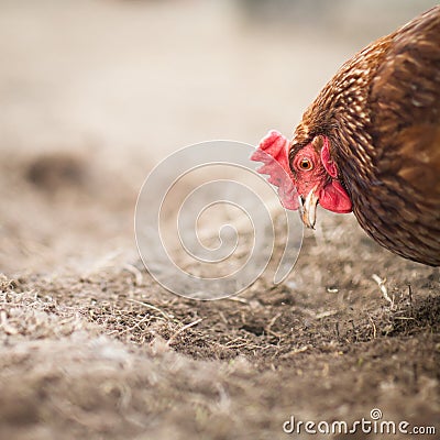 Closeup of a hen in a farmyard Stock Photo