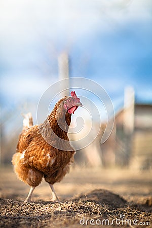 Closeup of a hen in a farmyard Stock Photo