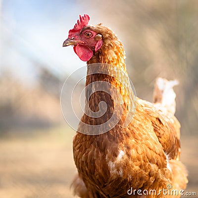 Closeup of a hen in a farmyard Stock Photo