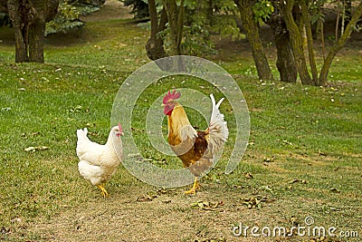 Closeup of a hen in a farmyard Stock Photo