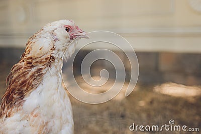 Closeup of a hen in a farmyard Gallus gallus domesticus. Stock Photo