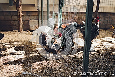 Closeup of a hen in a farmyard Gallus gallus domesticus. Stock Photo