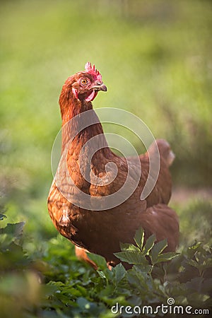 Closeup of a hen in a farmyard Stock Photo