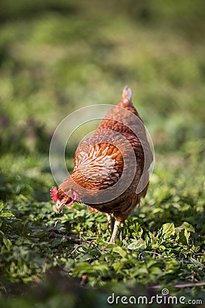 Closeup of a hen in a farmyard Stock Photo