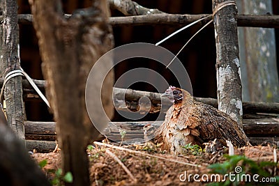 Closeup of a hen in a farmyard Stock Photo