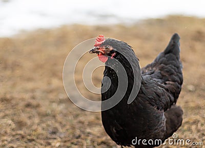 Close up of a hen in a farmyard Gallus gallus domesticus. Black chicken Stock Photo