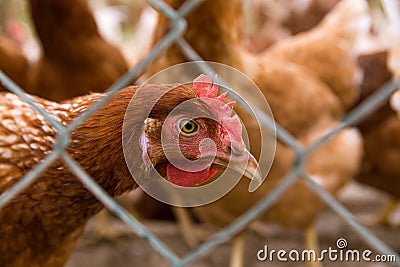 Closeup of a hen in a farmyard Stock Photo