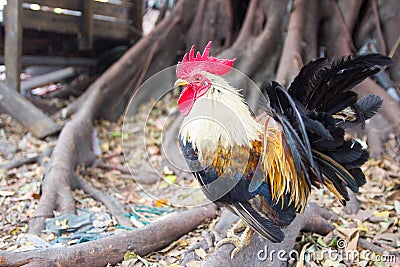 Closeup of a hen in a farmyard Stock Photo